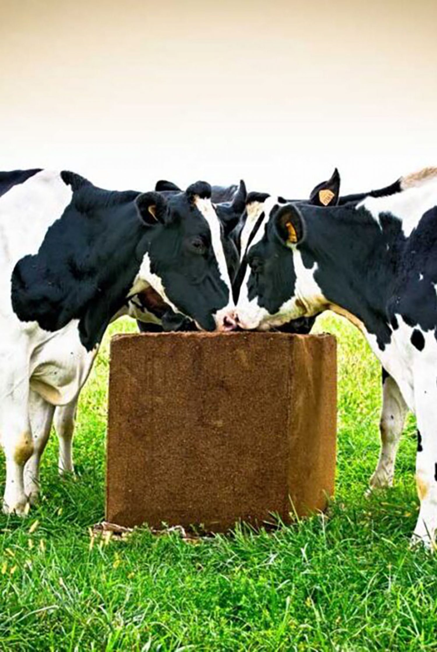 Mangime ALPENBLOC Green line